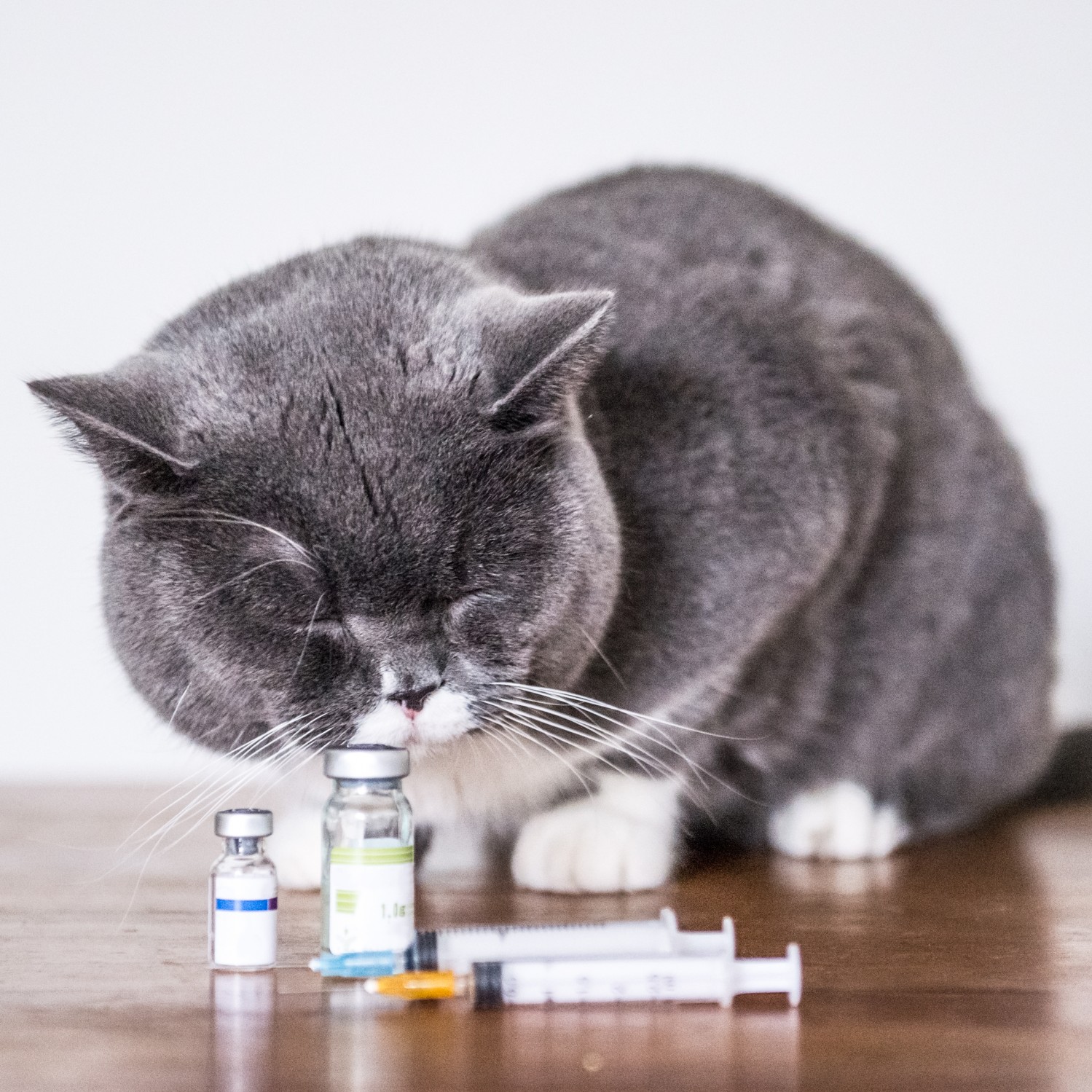 Cat Looking at Medicine - Preventative Care