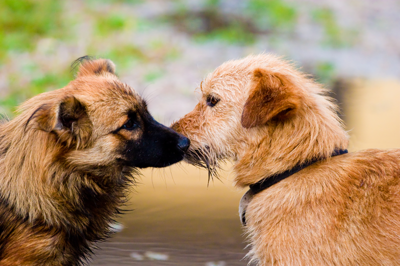 Two dogs sniffing each other