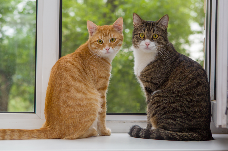 Two Cats in a Window