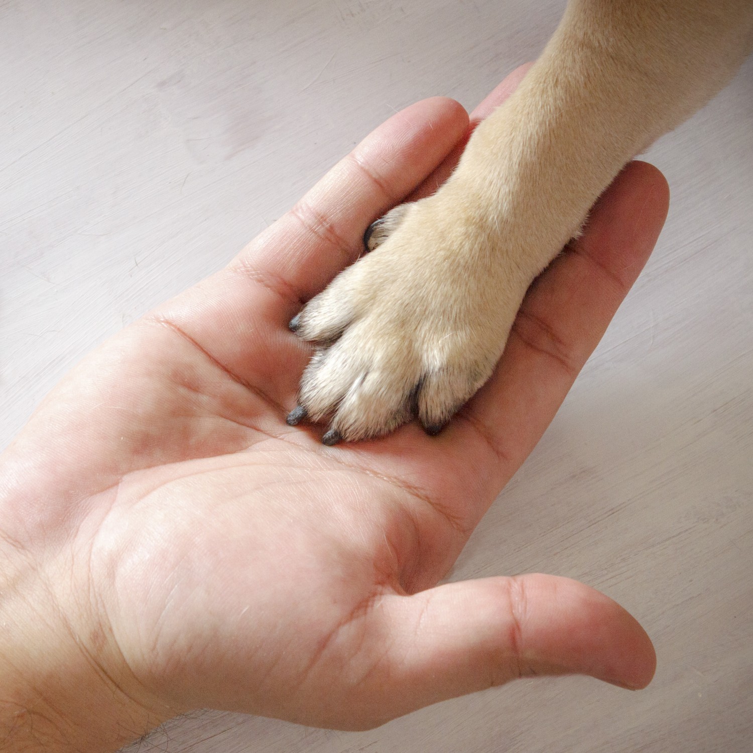 Dog Paw in Human Hand - Behavior Counseling