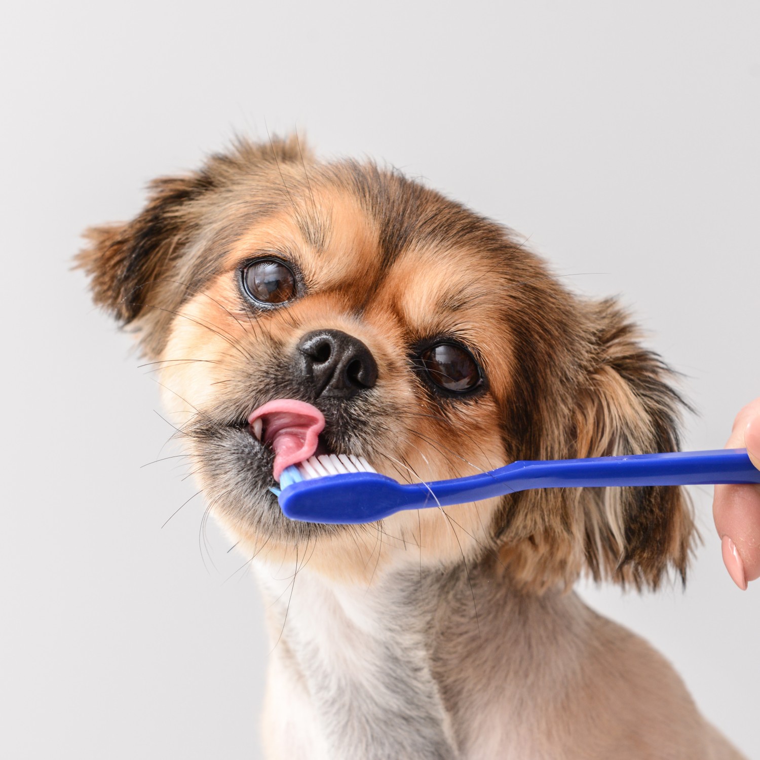 Brown Dog Licking Toothbrush - Dental Services