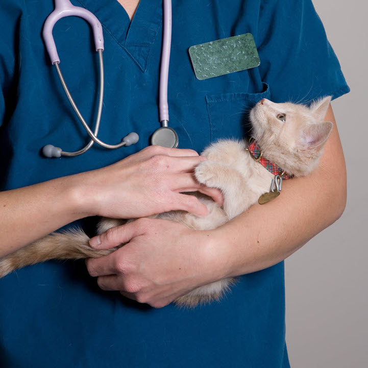Doctor holding a cat - Diagnostic & Therapeutic Services