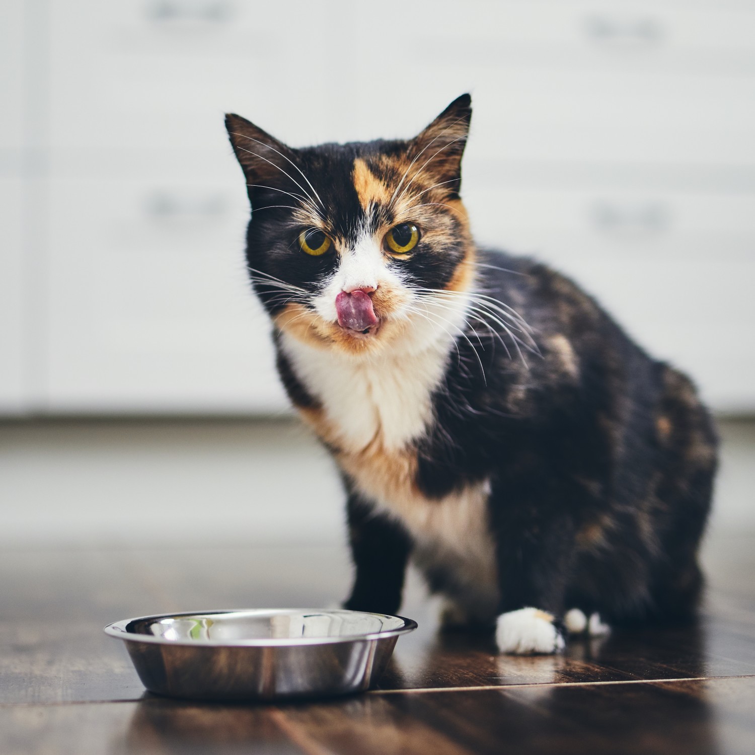Calico Cat with Water Dish - Dietary Counseling