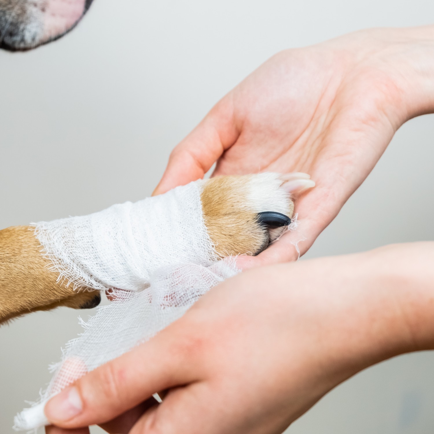 Person wrapping Dog Paw - Emergency Care
