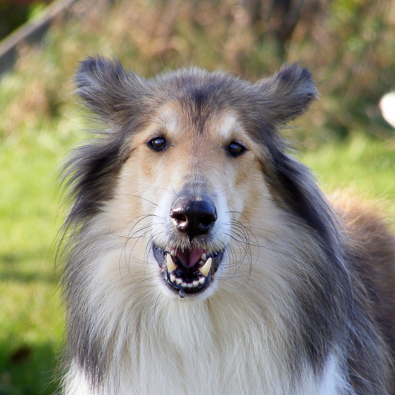 Fuzzy Dog Outside - Geriatric / Palliative Care