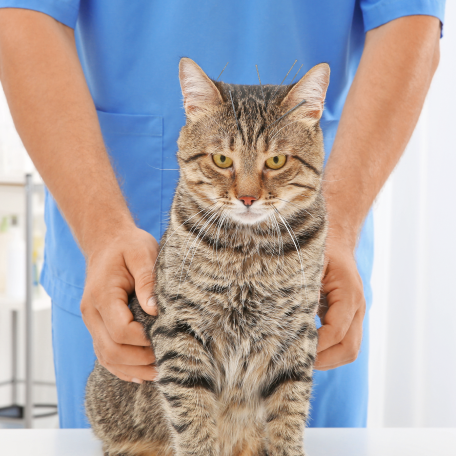 Doctor with Tiger stripe cat - Acupuncture
