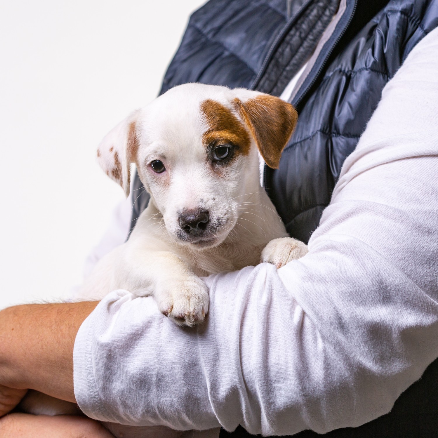 Person holding Brown and White Puppy - Specialty Referral Consults