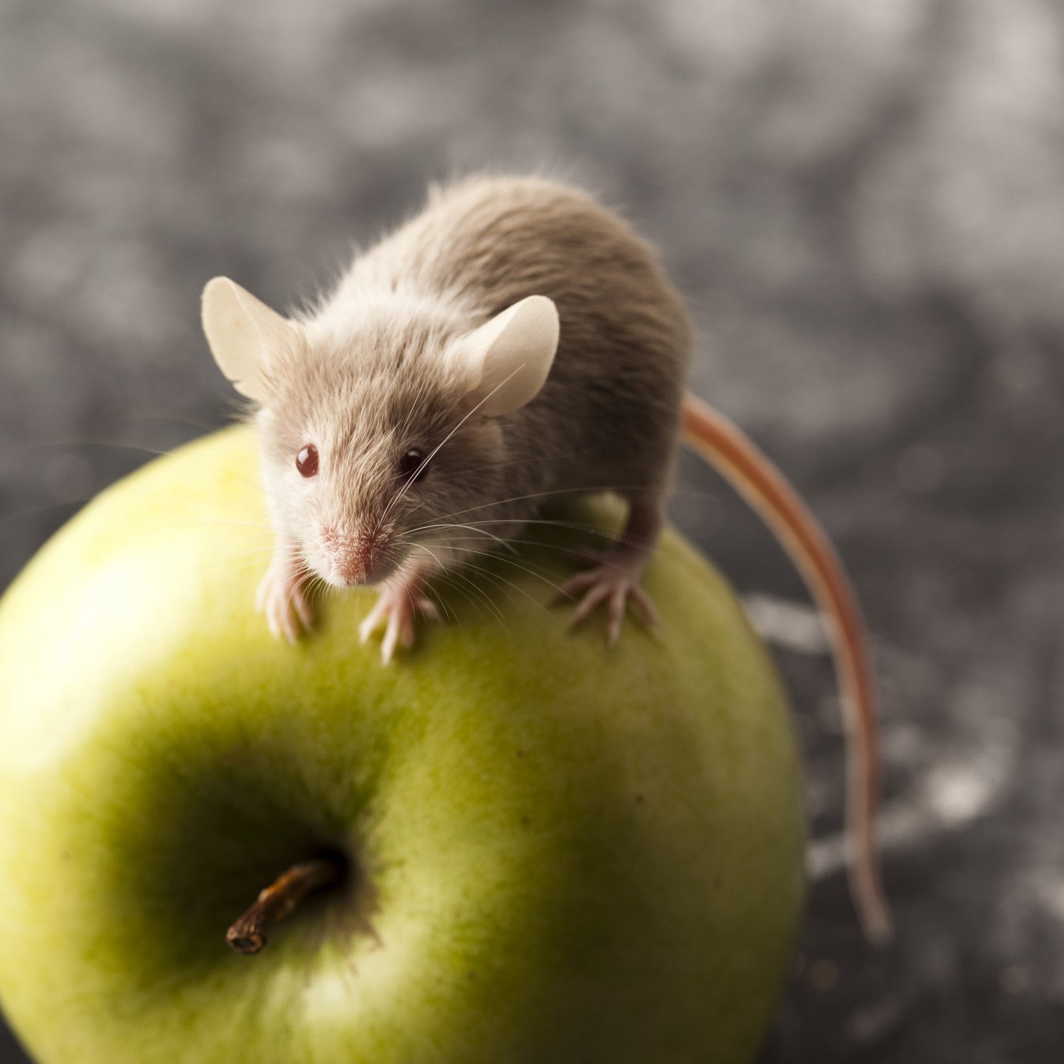 Mouse on an Apple - Exotic Pet Care