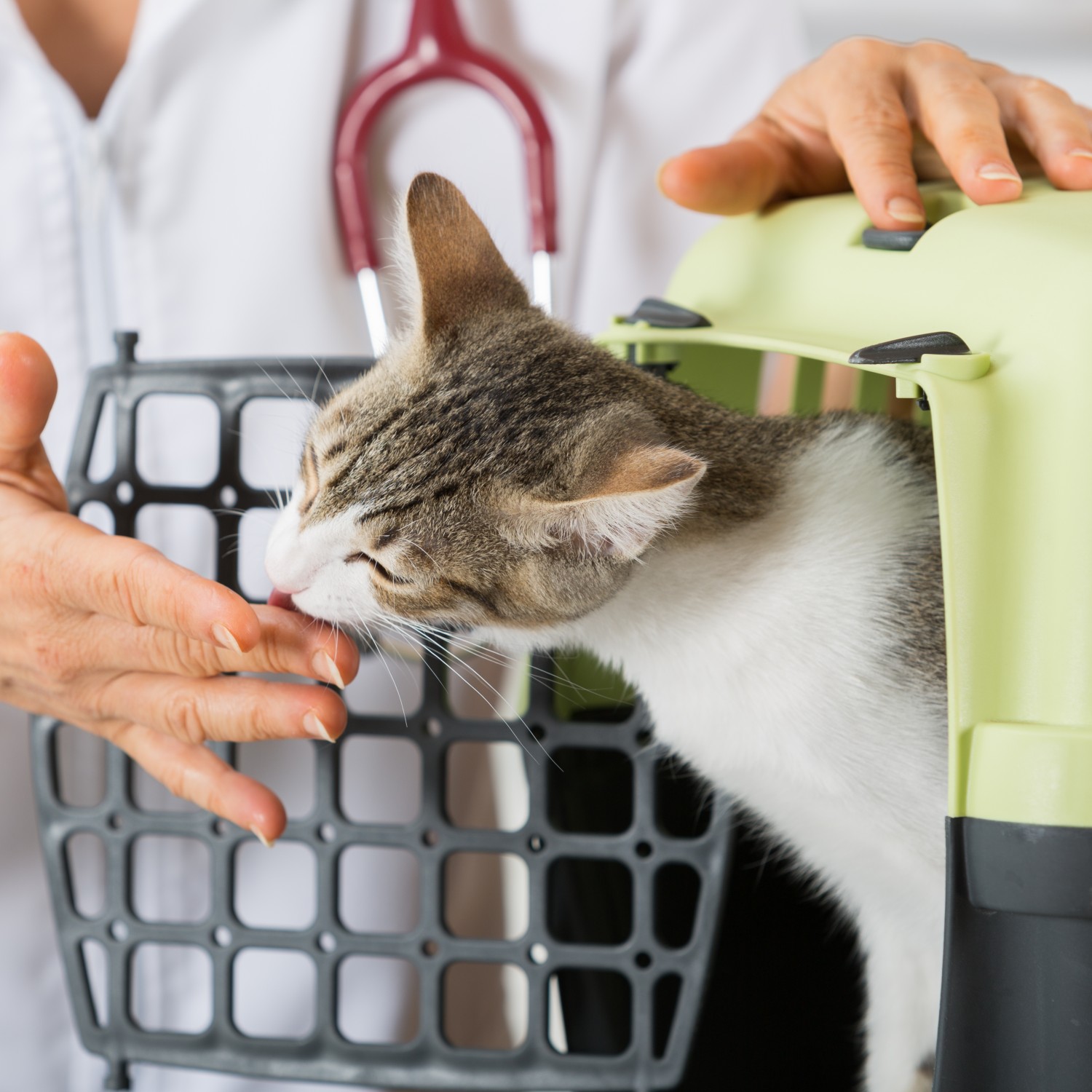 Cat in Carrier Licking Doctors hand - Integrative Medicine Services
