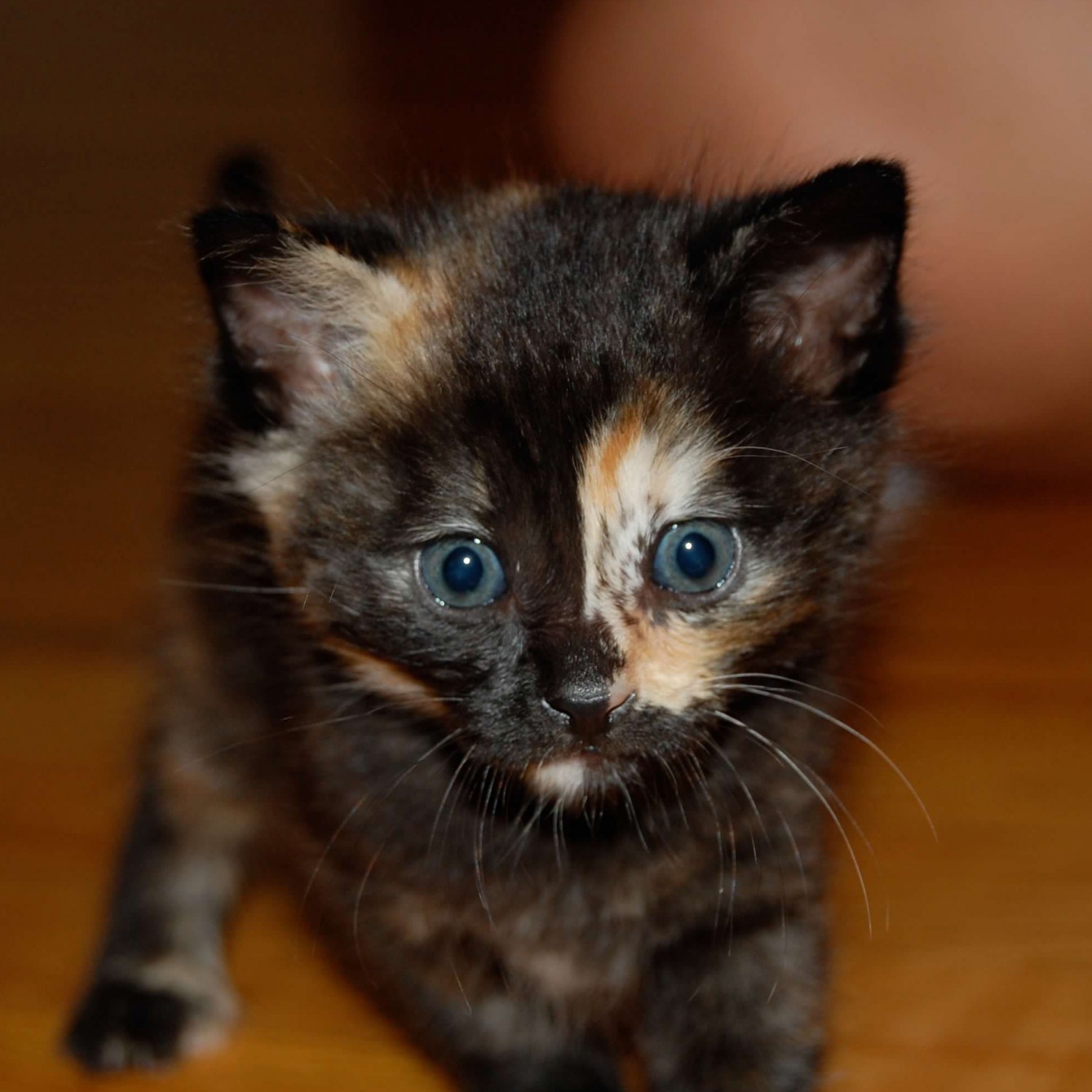 Calico Kitten - Kitten Care Pack