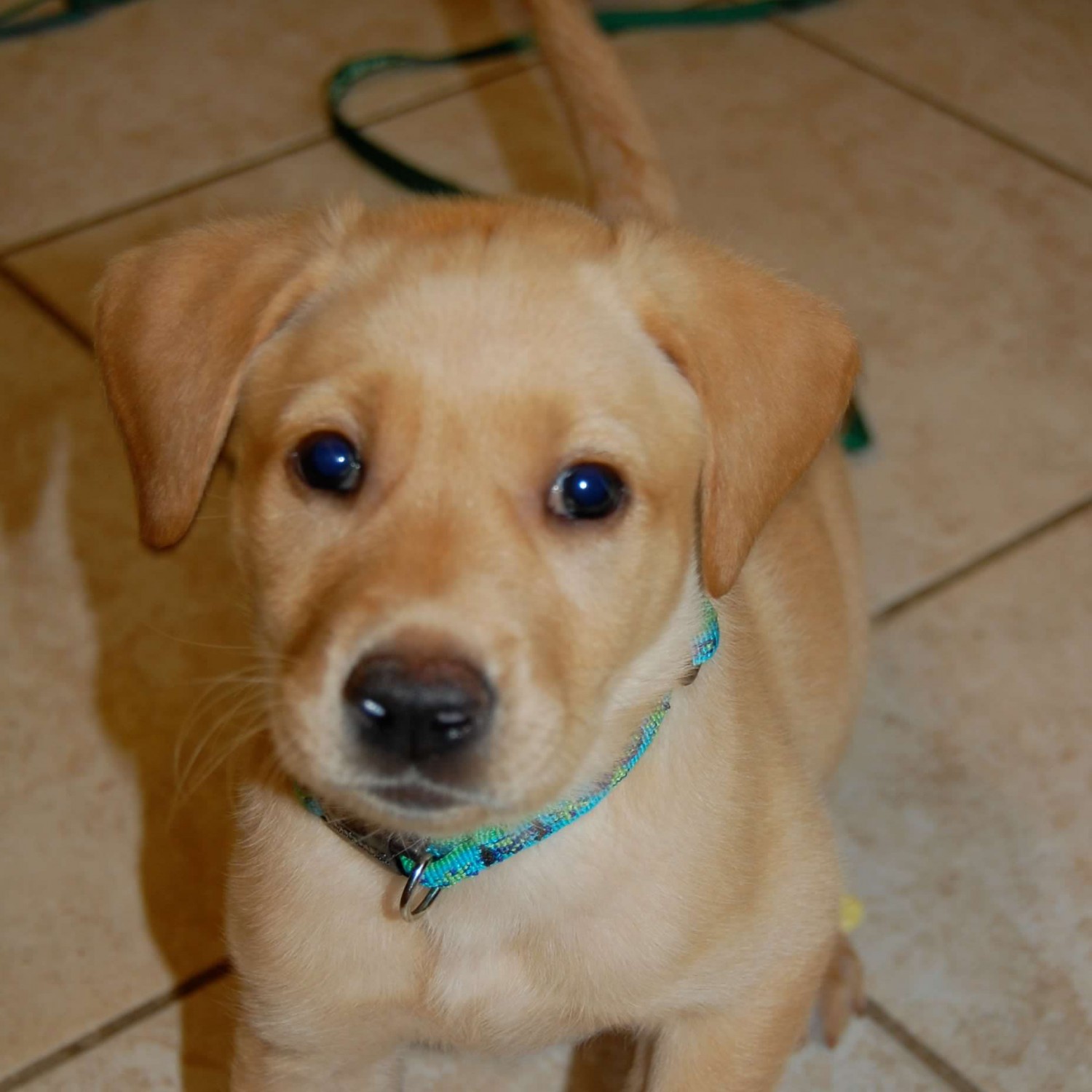 Golden Puppy - Puppy Care Pack