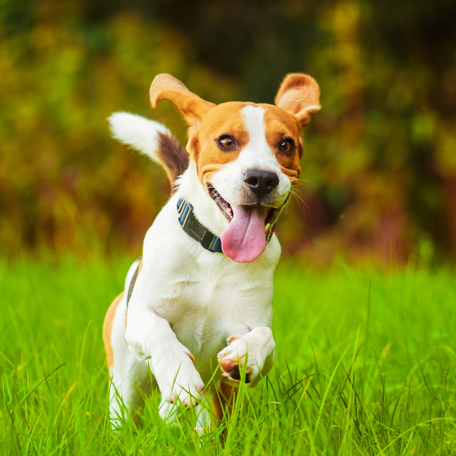 Brown and White Dog running in Grass - Rehabilitation Services