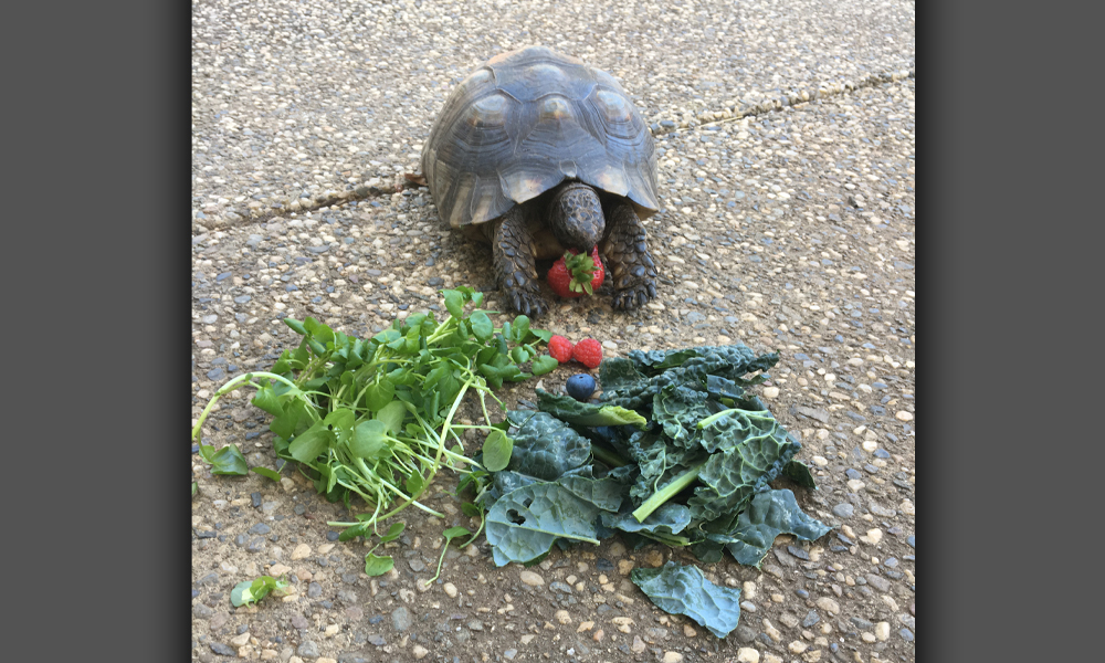 Tortoise eating strawberries and veggies outside