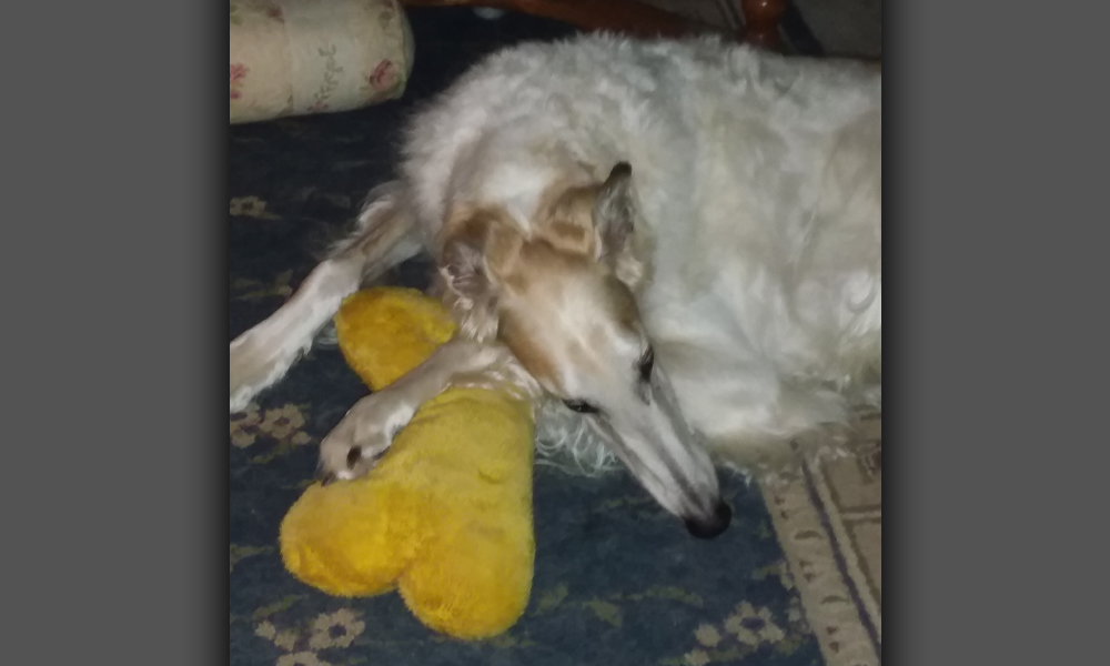 Greyhound dog cuddling with yellow plush toy