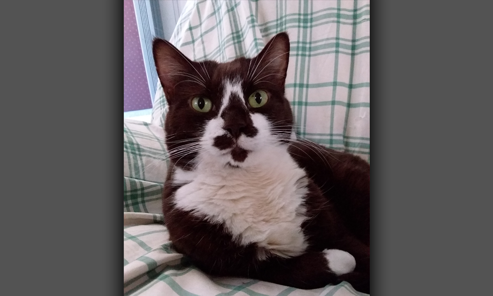 Black and white cat sitting like a human on a couch