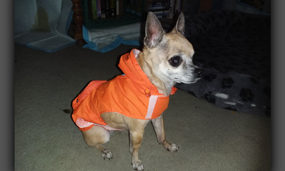 Chihuahua in an orange sweater