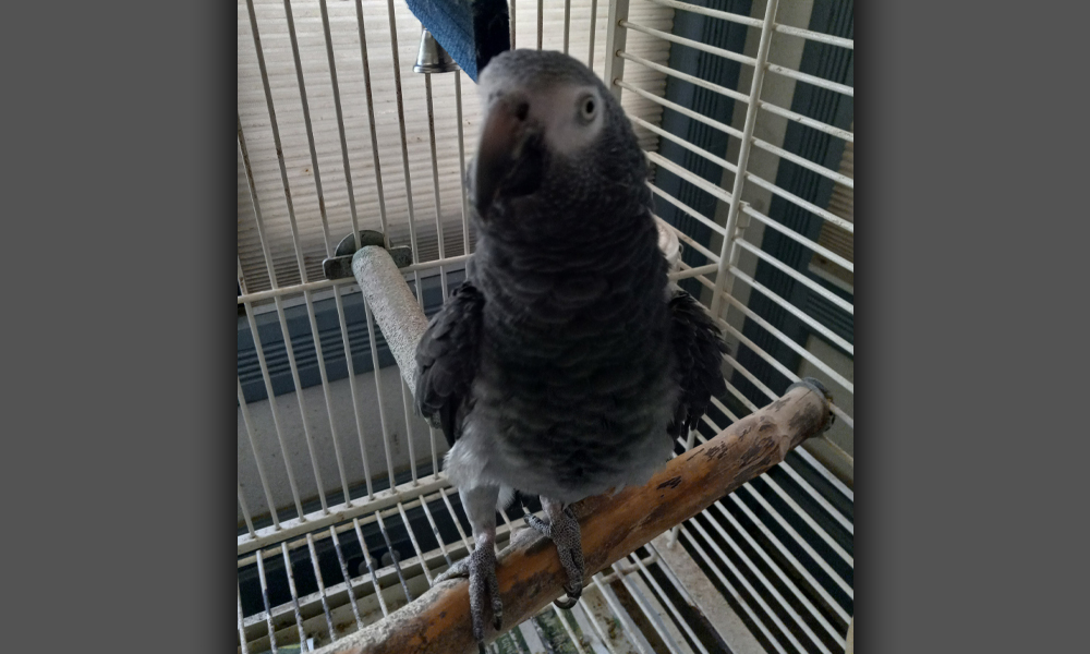 Grey parrot bird in a cage