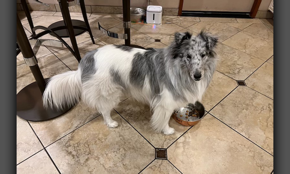 Grey and white long haired dog on tiled floor