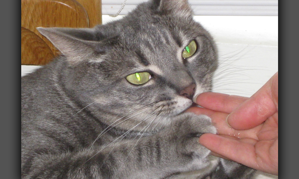 Grey cat nibbling at human fingers