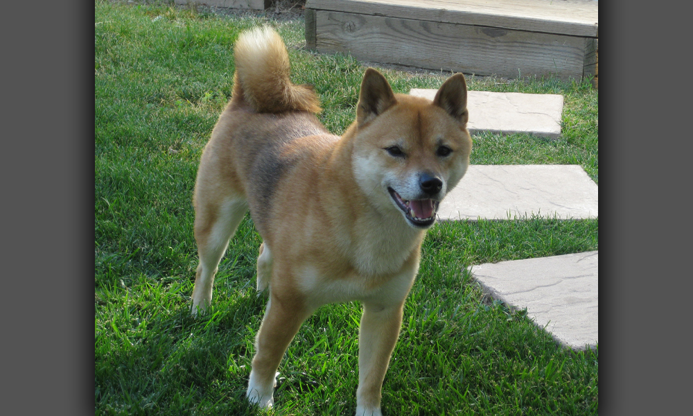 Tan dog smiling in yard on grass