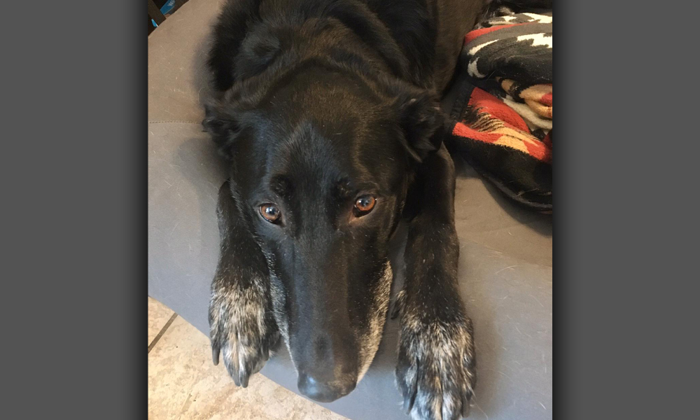 Black dog relaxing on couch with blanket