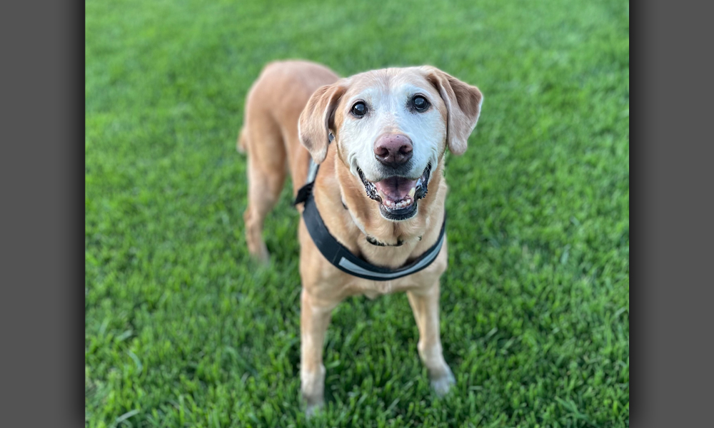 Tan dog on grass smiling
