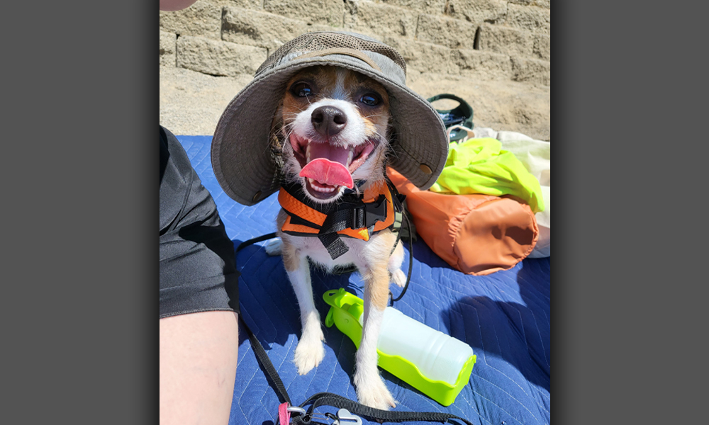 Chihuahua at the beach in an orange jacket with a tan hat on