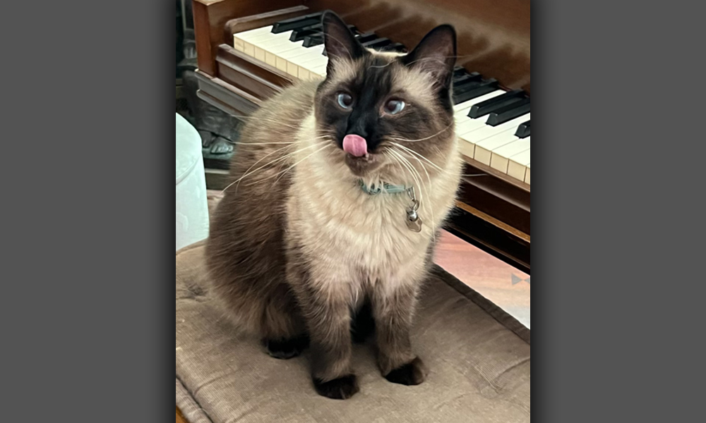 Siamese Cat Beside Piano