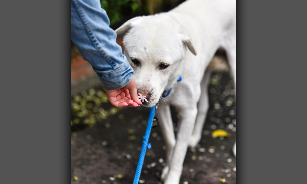 White dog sniffing pink flower in a garden