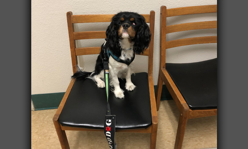 King Charles Spaniel sitting on a chair