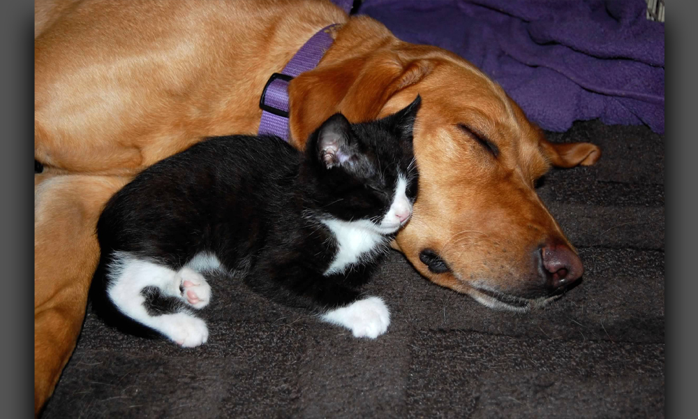 Tan dog and black and white cat cuddling together and sleeping