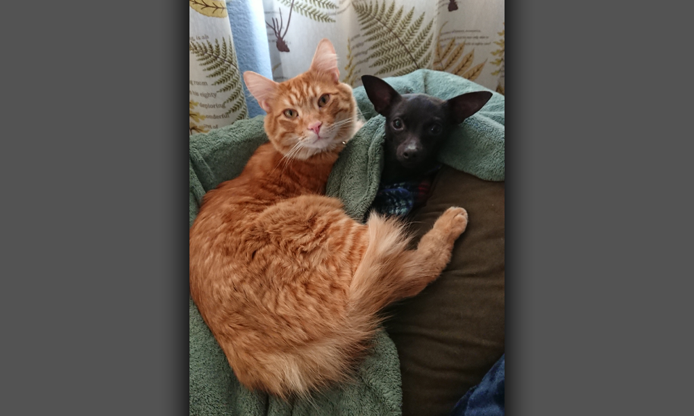 Orange cat and black Chihuahua dog cuddling with a blanket together
