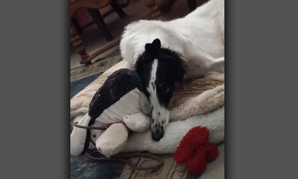 black and white greyhound laying on a dog bed with soft toys