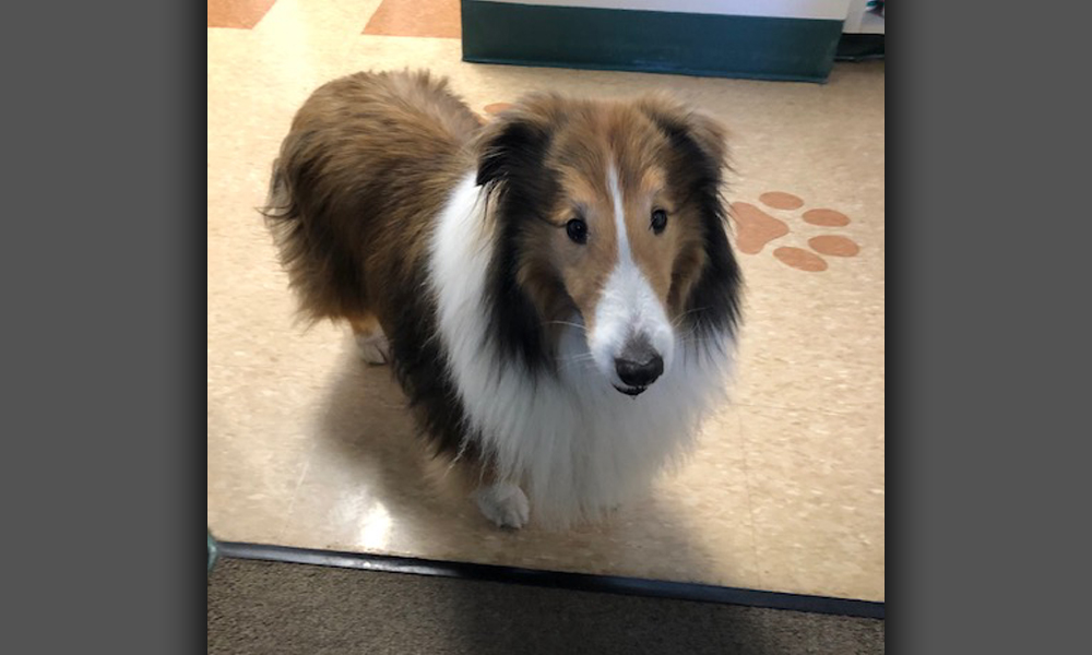 Collie dog on tan tiled floor