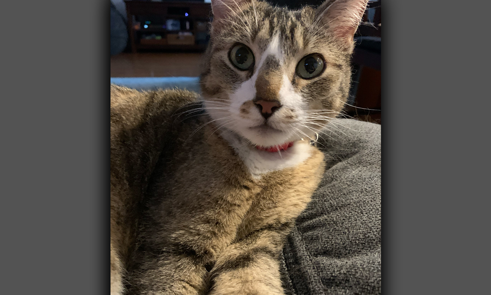 Multi-colored cat in a red collar alert and looking at camera