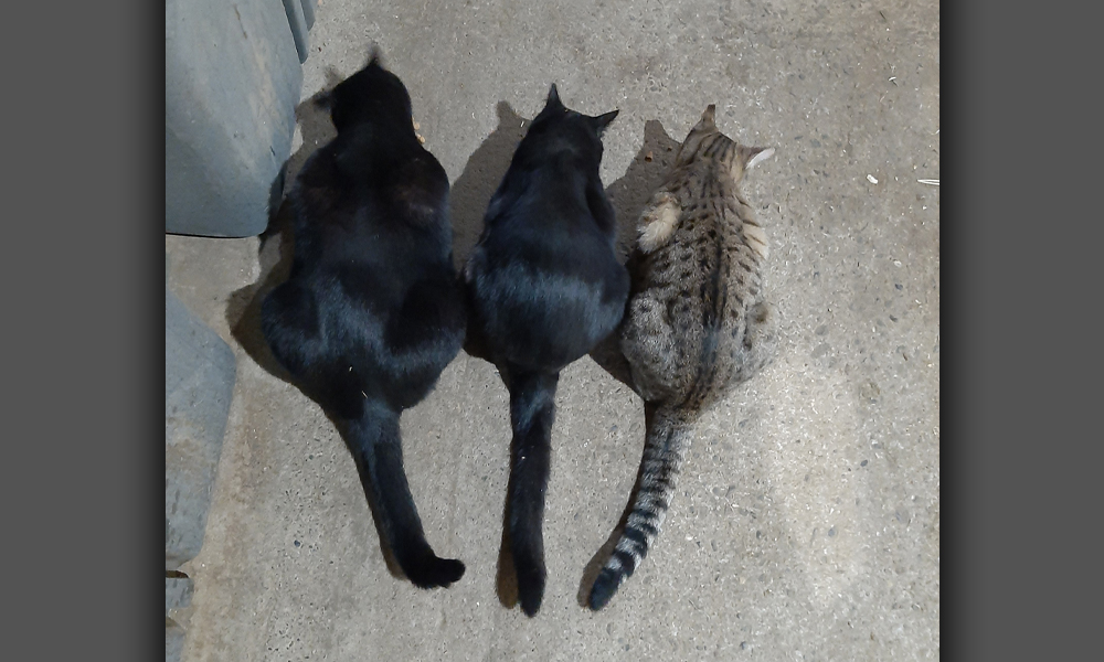 Three cats huddled together on cement