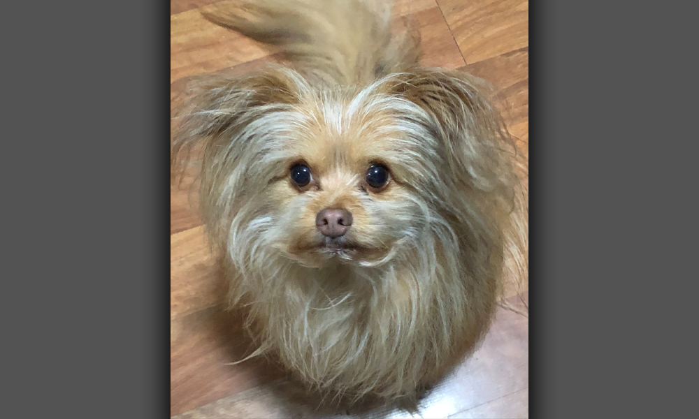 Fuzzy Yellow Dog on Wood Floor