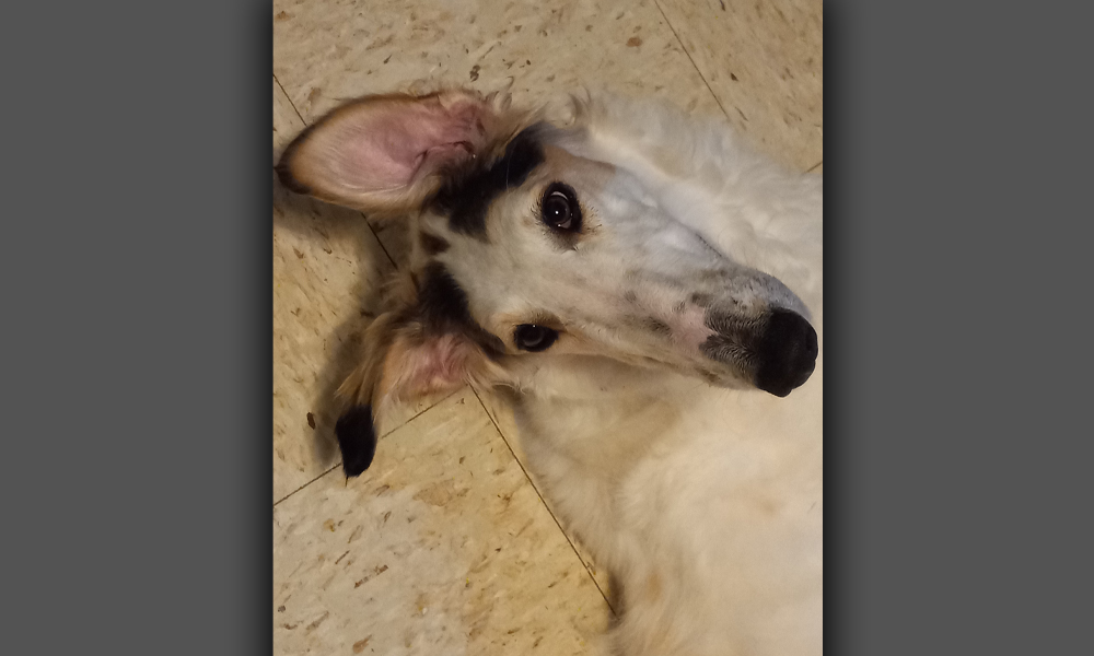 Greyhound playfully looking at camera laying on tan tiled floor