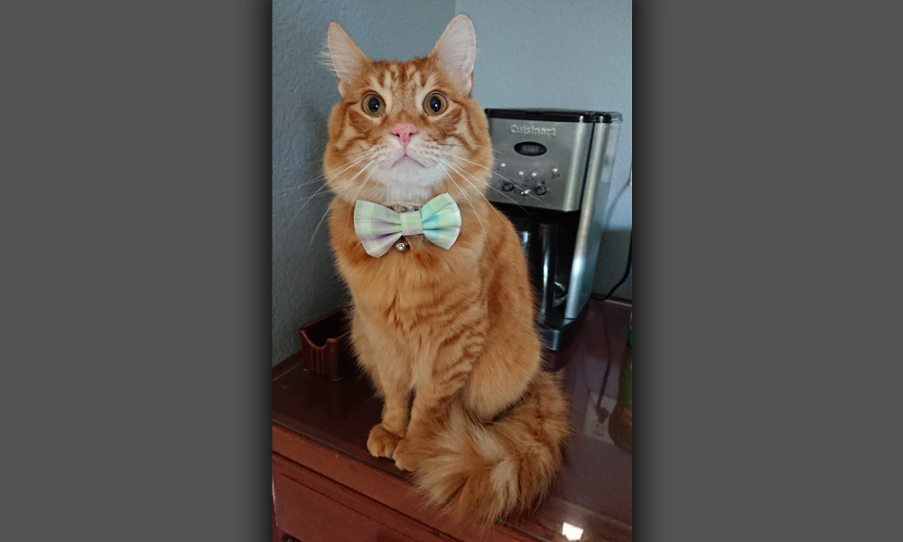 Orange cat sitting on a dresser wearing a mint green bowtie