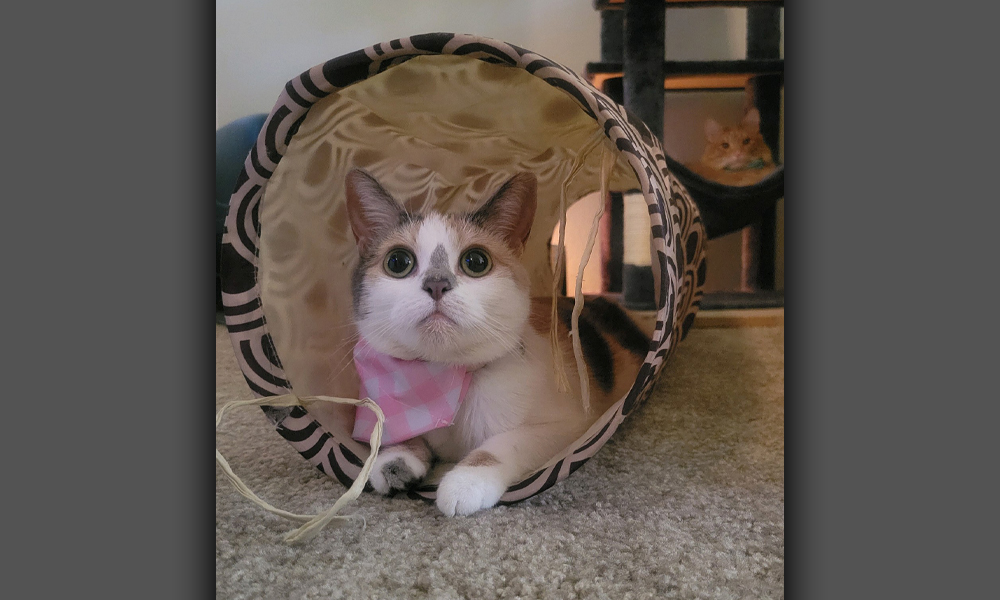 Kitten in a pink spotted bandana sitting inside tube toy