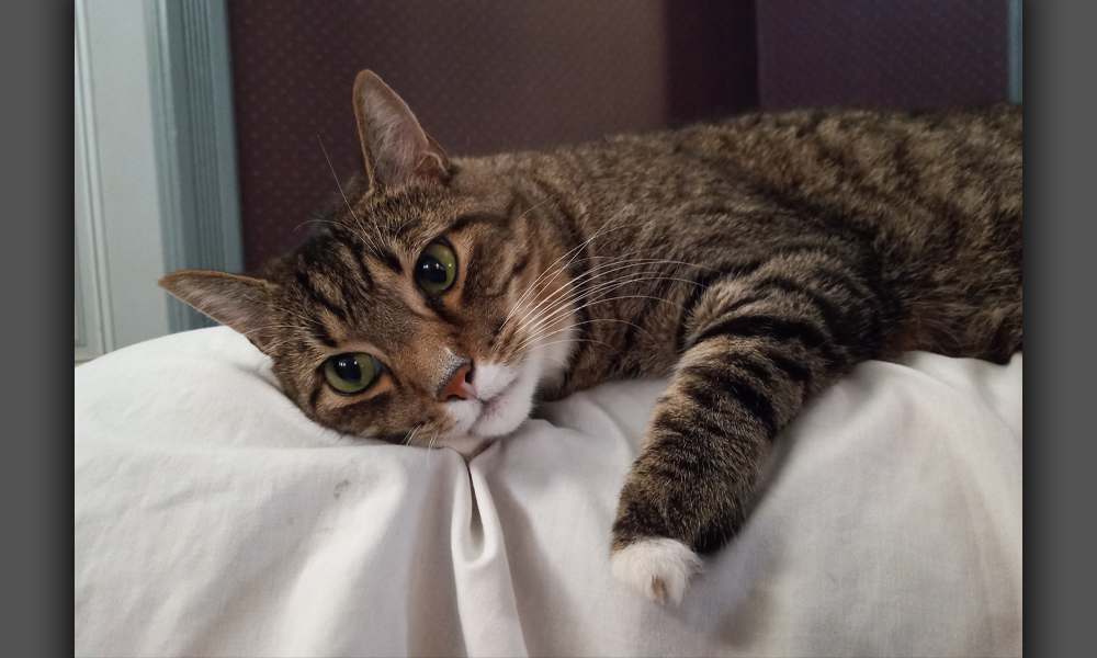 Multicolored cat looking at camera, seemingly tired