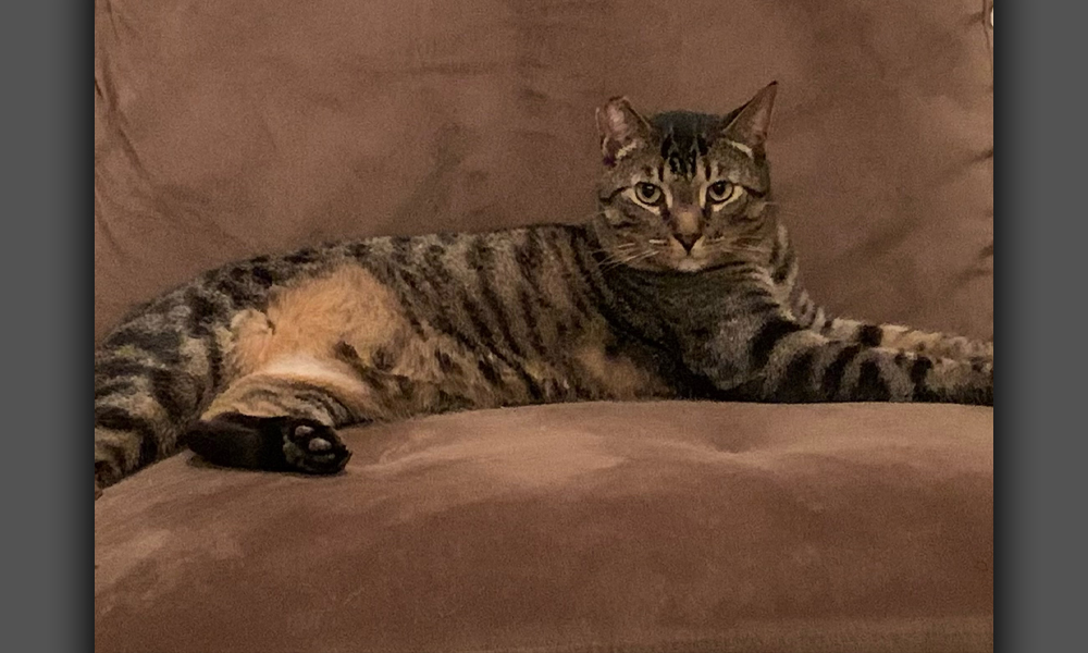 Multicolored cat sitting on a tan couch in a regal pose