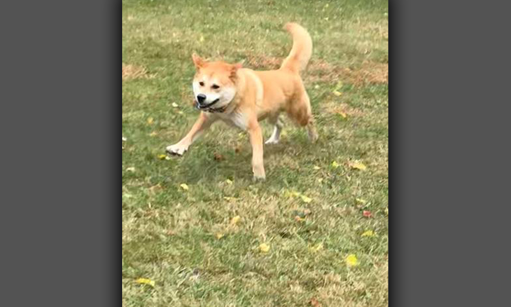 Tan dog running through grass playfully