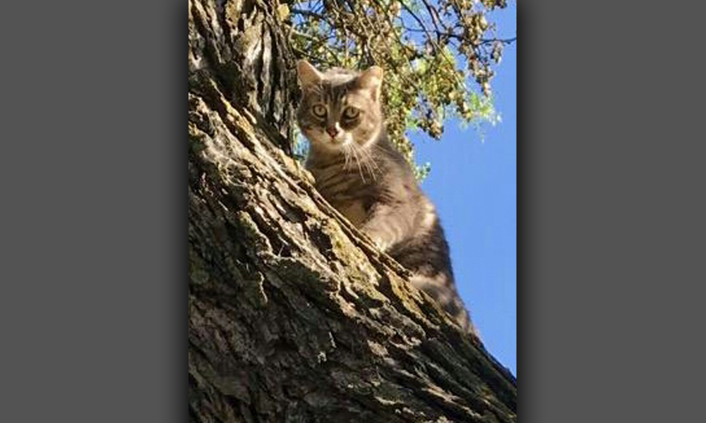 Grey cat in a tree on a clear sunny day