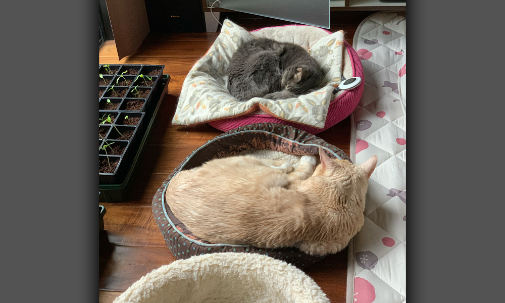 Two cats sleeping in red and grey cat beds.
