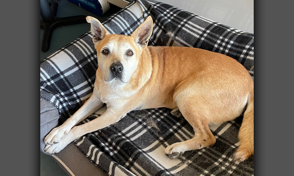 Tan dog on a fleece blanket