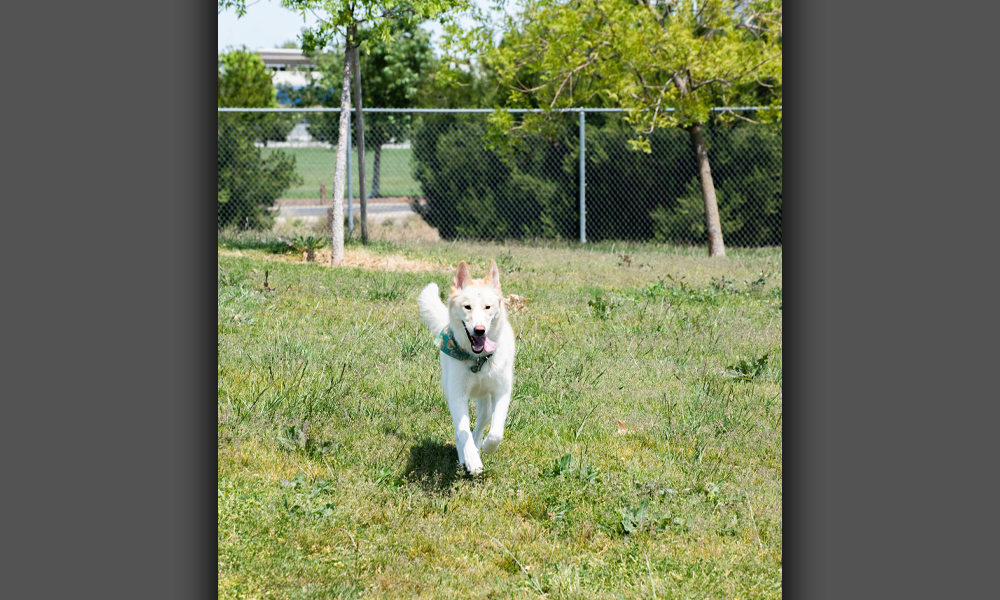 White dog running through grass with a green bandana around it's neck