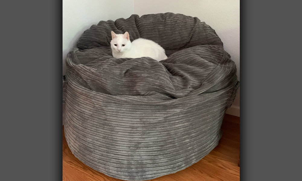 Tiny white cat on a large fluffy grey chair