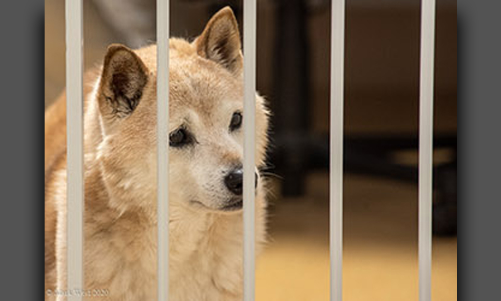 Tan dog behind childproof bars, seemingly sad