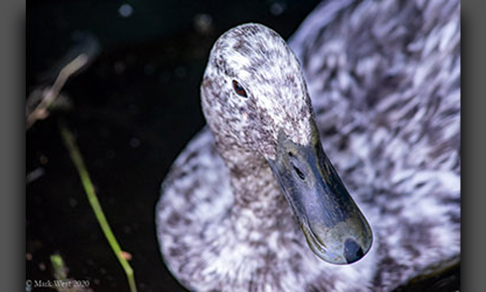 White and black duck